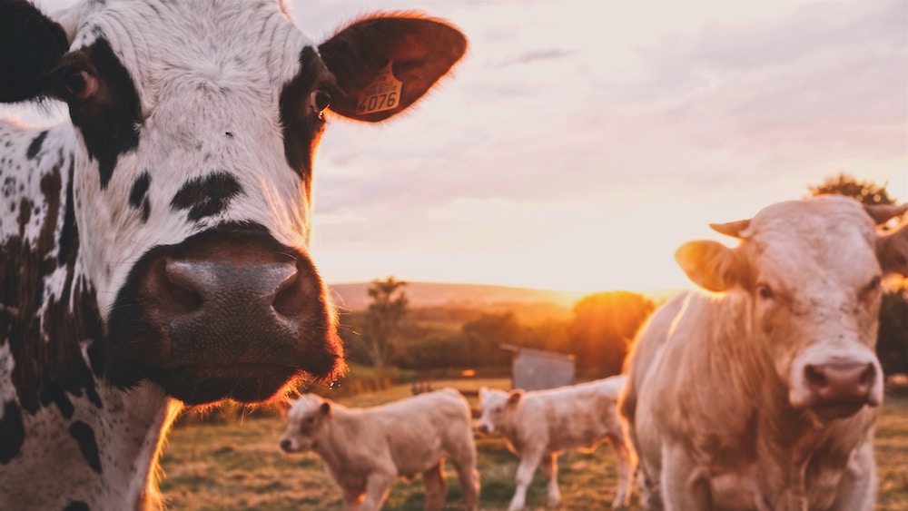 Les vaches connectées ont un dispositif IoT implanté qui est utilisé pour suivre leur comportement et d'autres facteurs importants comme leur température. Les capteurs IoT sont également utilisés pour aider à suivre l'activité et le bien-être des vaches 24 heures sur 24.