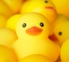 https://www.decideo.fr/AWS-rachete-DuckLabs-la-societe-neerlandaise-a-l-origine-de-DuckDB_a14775.html