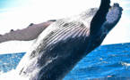 Les technologies d’intelligence artificielle INTEL au service de la préservation des baleines