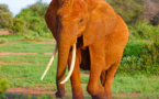 La solution NoSQL de MarkLogic, alliée à l'IoT, protège les tigres et les éléphants contre le braconnage
