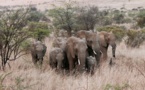 IFAW développe au Kenya un programme novateur de lutte contre le braconnage pour tenter d’endiguer la disparition des éléphants et autres espèces menacées