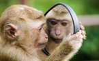 Le traitement visuel de la data : sommes-nous aussi intelligents que des chimpanzés?