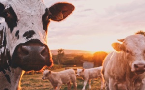 Vaches connectées et comment ne pas concevoir des produits IoT qui vont échouer