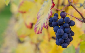 Big Data &amp; Tourisme : l'ESILV analyse l'impact de l'arrivée de la LGV et de l'ouverture de la Cité du Vin sur les flux touristiques de la métropole bordelaise.