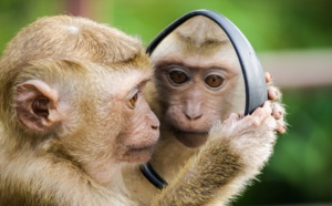 Le traitement visuel de la data : sommes-nous aussi intelligents que des chimpanzés?