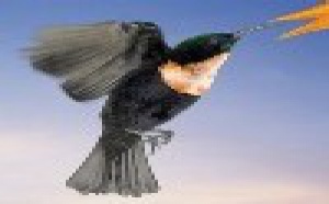 Du rififi chez les colibris